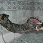 A cat is being washed in the bathtub