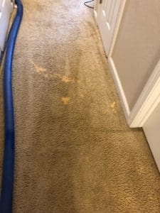 A carpet cleaning machine is spraying water on the floor.