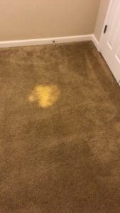 A yellow spot on the carpet is shown.