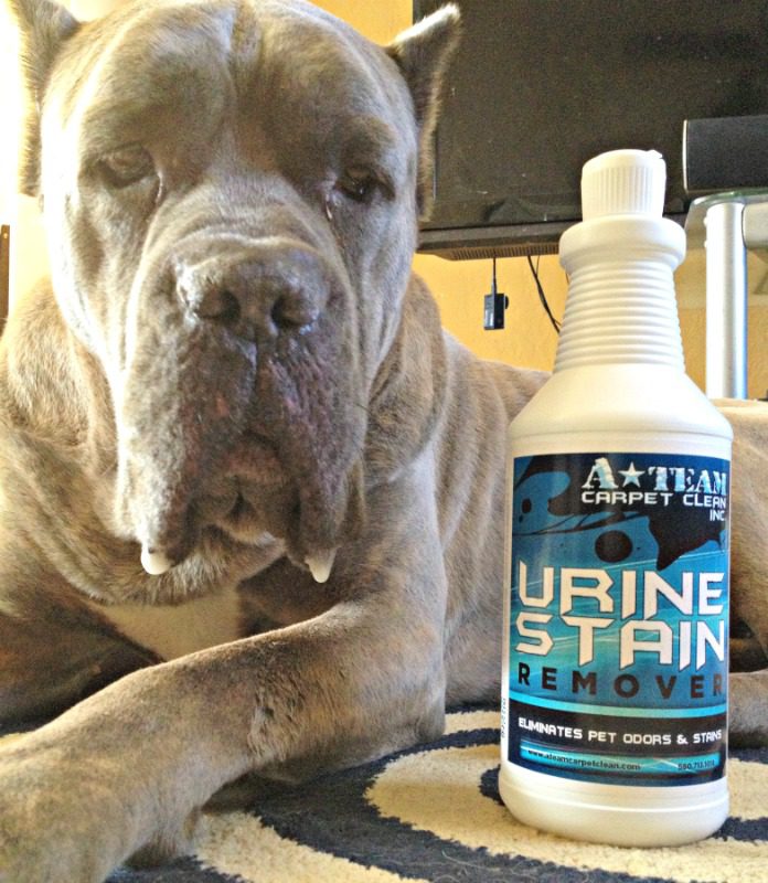 best pet urine stain remover
