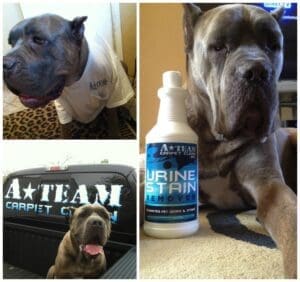 Dog wearing a shirt next to cleaning product.