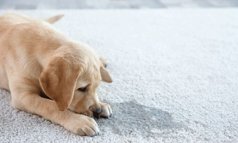 Labrador puppy lying on a carpet.