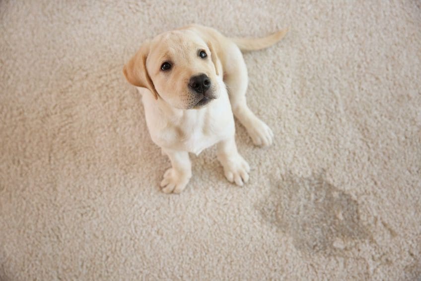 A puppy is laying on the carpet looking up.