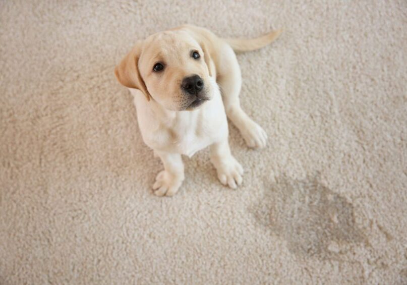 A puppy is laying on the carpet looking up.