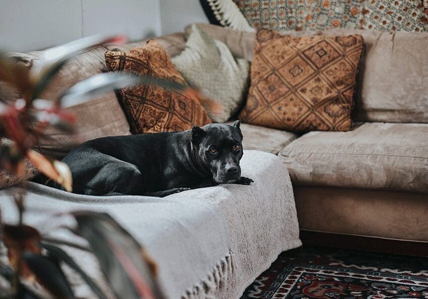 A dog laying on the couch in front of a lot of pillows.