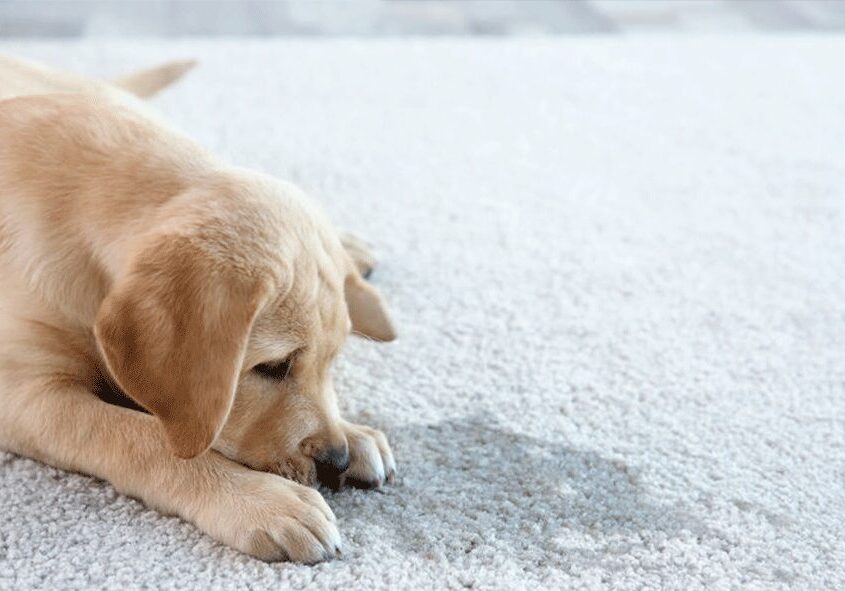 A dog laying on the floor with its head down.